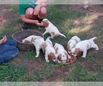 Small Photo #16 Cavalier King Charles Spaniel Puppy For Sale in STILWELL, OK, USA