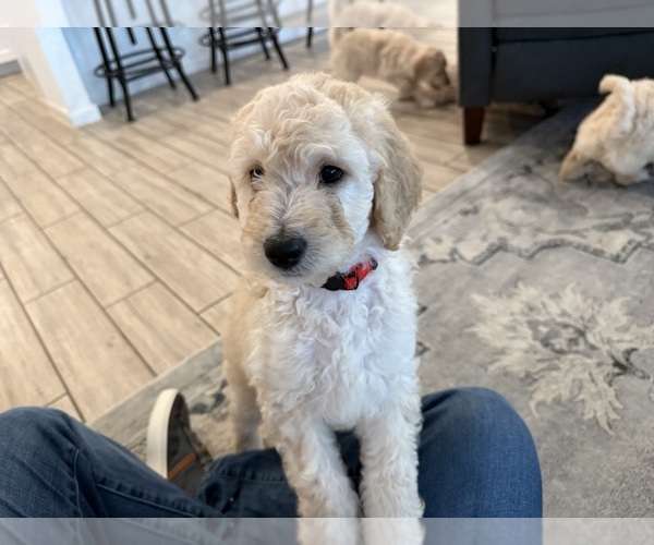 Medium Photo #8 Double Doodle Puppy For Sale in BULVERDE, TX, USA
