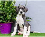 Small Photo #145 Great Dane Puppy For Sale in WAKARUSA, IN, USA