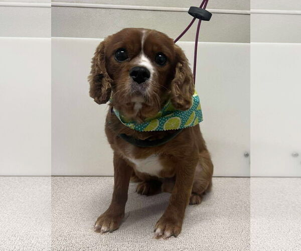Medium Photo #1 Cavalier King Charles Spaniel Puppy For Sale in Sioux Falls, SD, USA