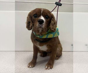 Cavalier King Charles Spaniel Dogs for adoption in Sioux Falls, SD, USA