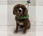 Small Cavalier King Charles Spaniel