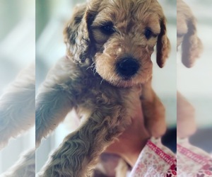 Goldendoodle (Miniature) Puppy for sale in AMMON, ID, USA