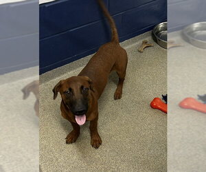 Labrador Retriever-Unknown Mix Dogs for adoption in Sterling, MA, USA