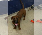Small Labrador Retriever Mix