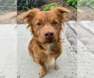 Clifford - Male Mutt Dog for Adoption - Photo #3