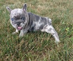 Small #7 French Bulldog