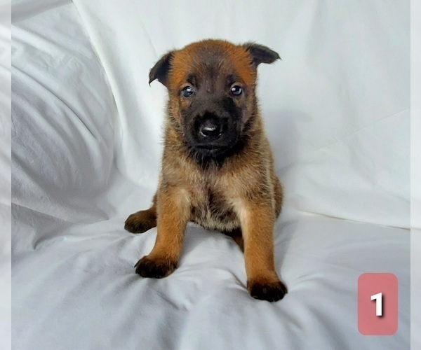 Medium Photo #1 Belgian Malinois Puppy For Sale in LAKE CITY, FL, USA