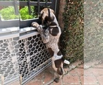 Small #6 German Shorthaired Pointer