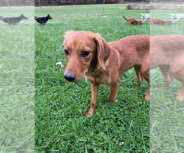 Medium Photo #2 Redbone Coonhound-Unknown Mix Puppy For Sale in Aurora, IN, USA