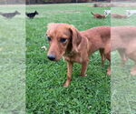 Small #1 Redbone Coonhound Mix