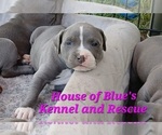 Small Photo #3 American Pit Bull Terrier Puppy For Sale in DELAWARE, OH, USA