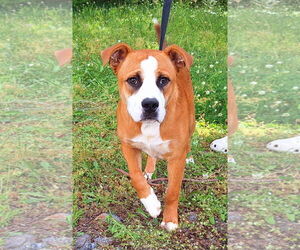 American Pit Bull Terrier Dogs for adoption in Wetumpka, AL, USA
