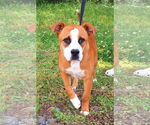Small American Pit Bull Terrier