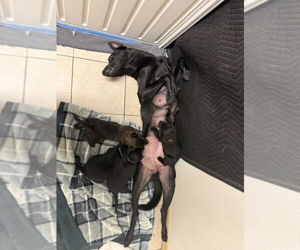 Medium Photo #3 Mutt Puppy For Sale in Imlay City, MI, USA