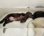 Small Photo #11 Labrador Retriever Puppy For Sale in FLEMING ISLE, FL, USA