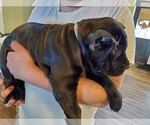 Small Photo #3 Cane Corso Puppy For Sale in LAKEVIEW, CA, USA