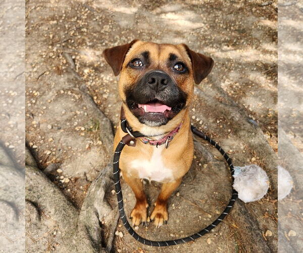 Medium Photo #53 Mutt Puppy For Sale in Philadelphia, PA, USA