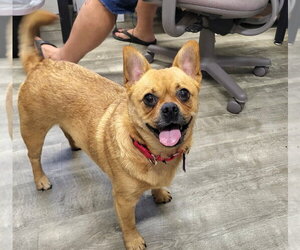 Tila - Female Frenchie Pug Dog for Adoption - Photo #3