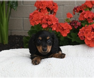 Dachshund Puppy for sale in FREDERICKSBURG, OH, USA