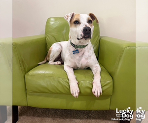 Lilith - Female Mutt Dog for Adoption - Photo #3
