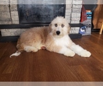 Small Photo #3 Bernedoodle-Poodle (Toy) Mix Puppy For Sale in BLACK FOREST, CO, USA