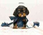 Puppy Bear Cavalier King Charles Spaniel