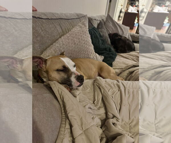 Medium Photo #9 Chihuahua-Unknown Mix Puppy For Sale in Doylestown, PA, USA