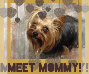 Mother of the Yorkshire Terrier puppies born on 07/10/2025