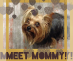 Small Photo #1 Yorkshire Terrier Puppy For Sale in GILBERT, AZ, USA