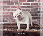 Small Photo #1 French Bulldog Puppy For Sale in ARNAUDVILLE, LA, USA