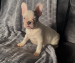 Small #3 French Bulldog