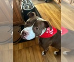 Small #6 American Pit Bull Terrier Mix