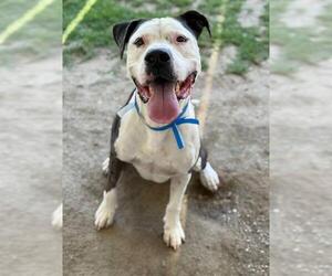 American Pit Bull Terrier Dogs for adoption in Riverside, CA, USA