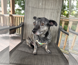 Maci - Female Chiweenie Dog for Adoption - Photo #2