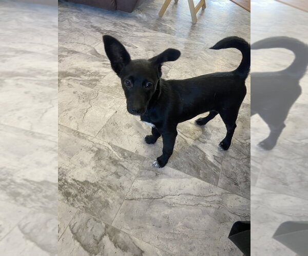 Medium Photo #3 Dachshund-Unknown Mix Puppy For Sale in Aurora, IN, USA