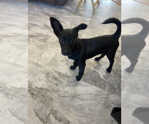 Lil Orphan Luna - Female Dachshund-Unknown Mix Dog for Adoption - Photo #3