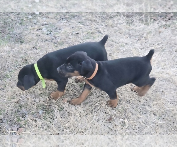 Medium Photo #4 Doberman Pinscher Puppy For Sale in BEGGS, OK, USA