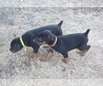 Small Photo #4 Doberman Pinscher Puppy For Sale in BEGGS, OK, USA