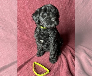Schnoodle (Standard) Puppy for sale in JACKSONVILLE, NC, USA