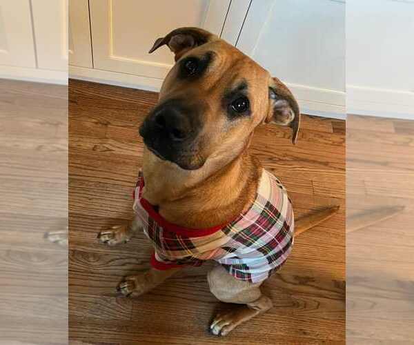 Medium Photo #1 Boxer-Unknown Mix Puppy For Sale in Waterloo, IA, USA