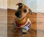 Small Boxer Mix