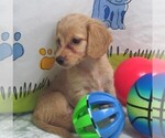 Image preview for Ad Listing. Nickname: Cookie