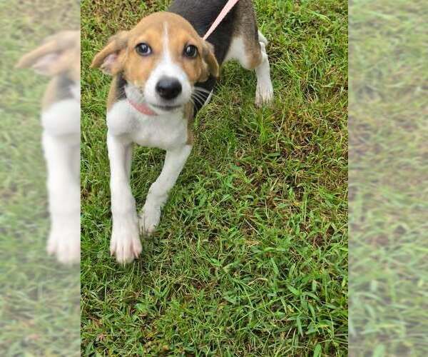 Medium Photo #3 Beagle-Unknown Mix Puppy For Sale in Brewster, NY, USA