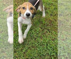 Pluto - Male Beagle-Unknown Mix Dog for Adoption - Photo #3