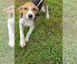 Small Photo #3 Beagle-Unknown Mix Puppy For Sale in Brewster, NY, USA