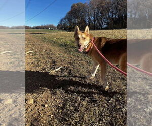German Shepherd Dog-Unknown Mix Dogs for adoption in Mt. Airy, MD, USA