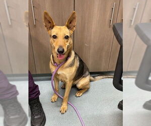 German Shepherd Dog Dogs for adoption in Baytown, TX, USA