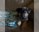 Small #1 German Shepherd Dog