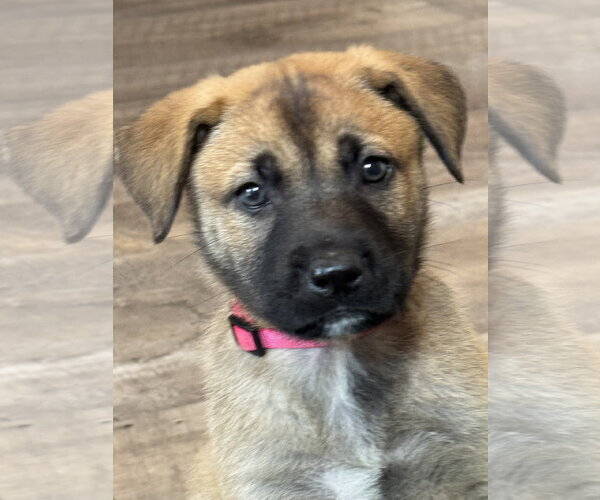 Medium Photo #2 Labrador Retriever-Unknown Mix Puppy For Sale in San Diego, CA, USA